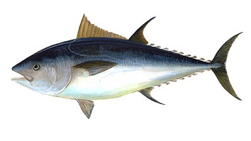 Talla mínima para la pesca de Atún rojo