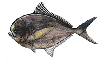 Talla mínima para la pesca de Palometa negra o japuta