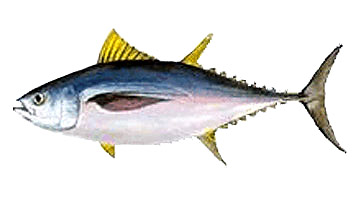 Talla mínima para la pesca de Patudo o Tuna